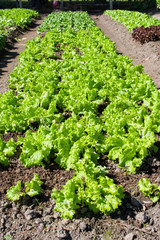 Lettuce green organic plantation