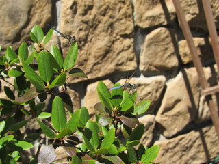 Two blue dasher dragonflies (Pachydiplax longipennis) on a bush in the sun 