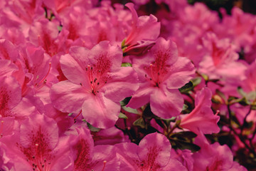 Red closeup flowers
