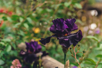 Purple beautiful iris flowers