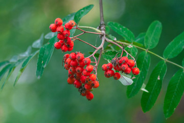 Obraz premium rowan