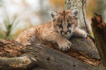 Female Cougar Kitten (Puma concolor) Perched in Tree