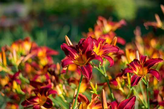 Red And Yellow Lillies