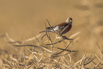 Bluthänfling (Carduelis cannabina)