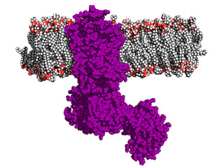 Calcium pump embedded in a membrane. Ca pump controls the release of calcium ions from sarcoplasmatic reticulum during muscle contraction and relaxation.