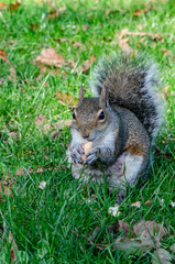 A curious little female squirrel eating