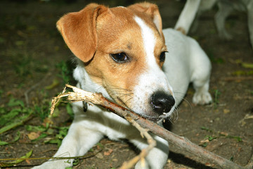 Jack Russell Terrier is played, Jack Russell Terrier gnaws a stick, dog, puppy, jack russell terrier , dogs drink water,  pet, animal, cute, jack russell terrier, terrier, beagle, white, portrait