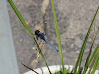 A beautiful male comanche skimmer dragonfly (Libellula comanche) perched on a plant