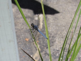 A beautiful male comanche skimmer dragonfly (Libellula comanche) perched on a plant
