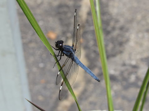 A beautiful male comanche skimmer dragonfly (Libellula comanche) perched on a plant