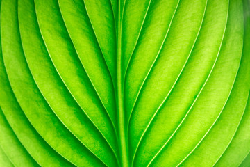  green leaf as background