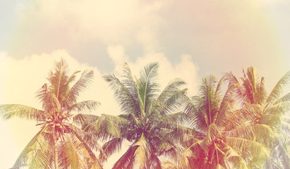 Background beautiful sunlight, branches of tropical palm trees, vintage style toning