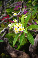 Obraz premium White and yellow plumeria frangipani flowers with leaves. Flower of Asia, floral background, symbol of Indonesia