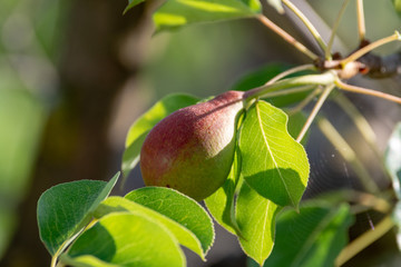 Pear tree orchard with ripenng pears fruits iin sunlights,  Apulia, Italy