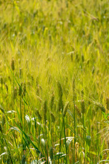 Ripe golden wheat fields in sunlights, ready for harvest, South of Italy, food background
