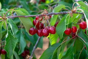 Cherry tree orchard with fresh ripe cherries fruits near cipy Turi, capital of cherry in Apulia, Italy