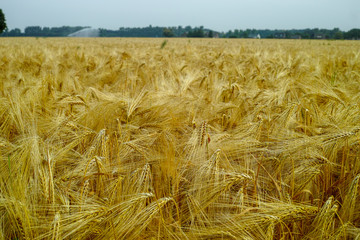Bio farming, ripe yellow durum wheat plants growing on field, readi to harvest close up, food background