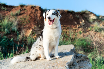 Australian Shepherd puppy dog posing on a rock