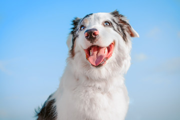 Portrait of a happy, smiling and showing the tongue of an Australian Shepherd dog against the blue sky - Powered by Adobe
