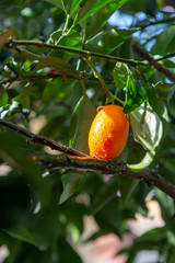 Tropical small ripe orange citrus fruits kumquats on tree, close up, ready to harvest