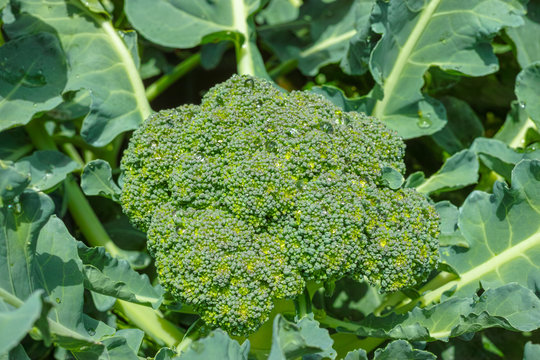 Ripe fresh head of green organic broccoli cabbage ready for harvest, close up, bio farming, healthy vegetarian food