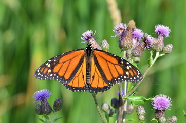 Monarch Butterfly on Purple Canada Thistle