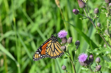 Monarch Butterfly on Purple Canada Thistle