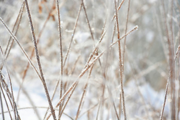 winter landscape