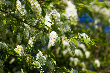 small branch of blossoming bird-cherry tree with fresh spring green leaves