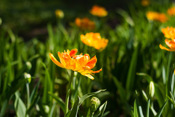 Field of tulips