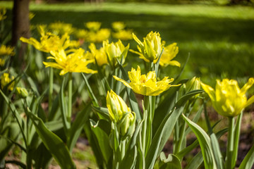Fototapeta premium Field of tulips