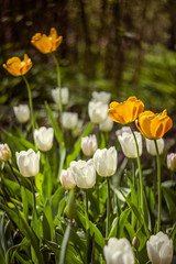 Obraz premium Field of tulips