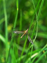 Big mosquito between green plants