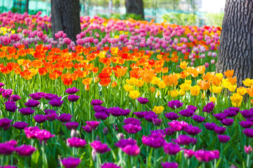 Obraz premium Field of tulips