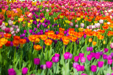 Field of tulips