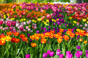 Field of tulips