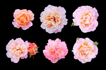 Set of pink climbing roses isolated on black  background.
