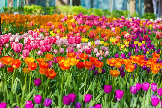 Field of tulips