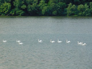 swans