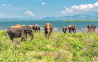 Obraz premium A group of elephants.