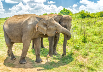 Obraz premium Elephant from Sri Lanka.