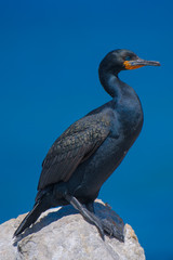 Cormorant