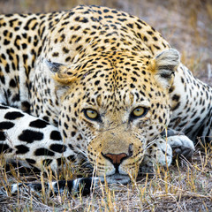 Fototapeta na wymiar Leopard Sighting