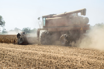 Fototapeta premium a harvester cuts and gathers dried, ripened soybeans on a family farm