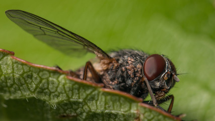 Fliege schaut über das Blatt