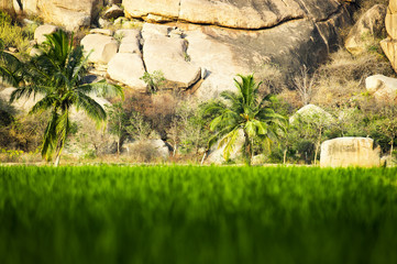 (selective focus) Amazing view of green rice field with palm trees and rocks on background at sunset. Hampi, Karnataka, India.