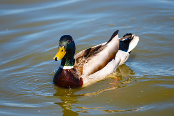 mallard duck swims in lake with blue water