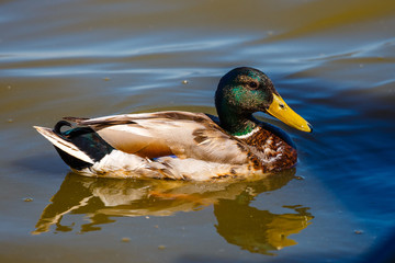 mallard duck swims in lake with blue water