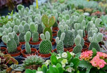 Many Bunny Ear Cactus pot or mickey mouse cactus pot