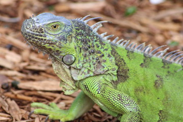 iguana